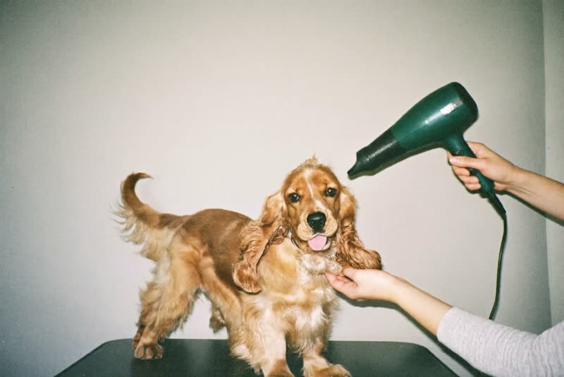 A spaniel being blow dried after a bath