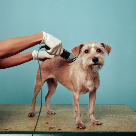 A small dog being clipped on a grooming table