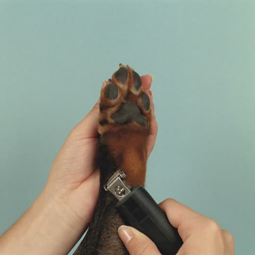 A dog's nails being trimmed