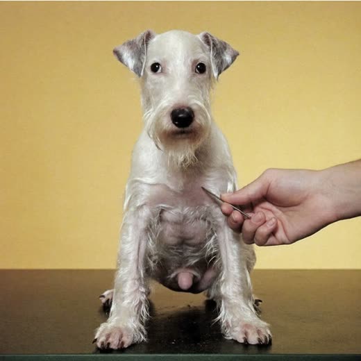 A wire-haired terrier being hand stripped